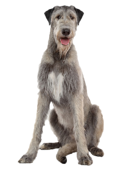 Irish Wolfhound