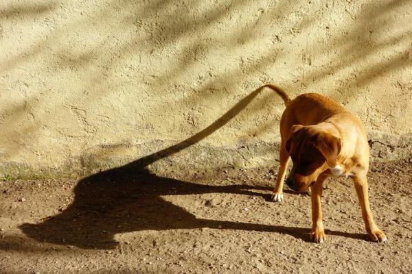 Chien qui chasse son ombre