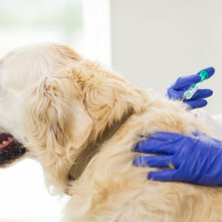 vacciner son chien