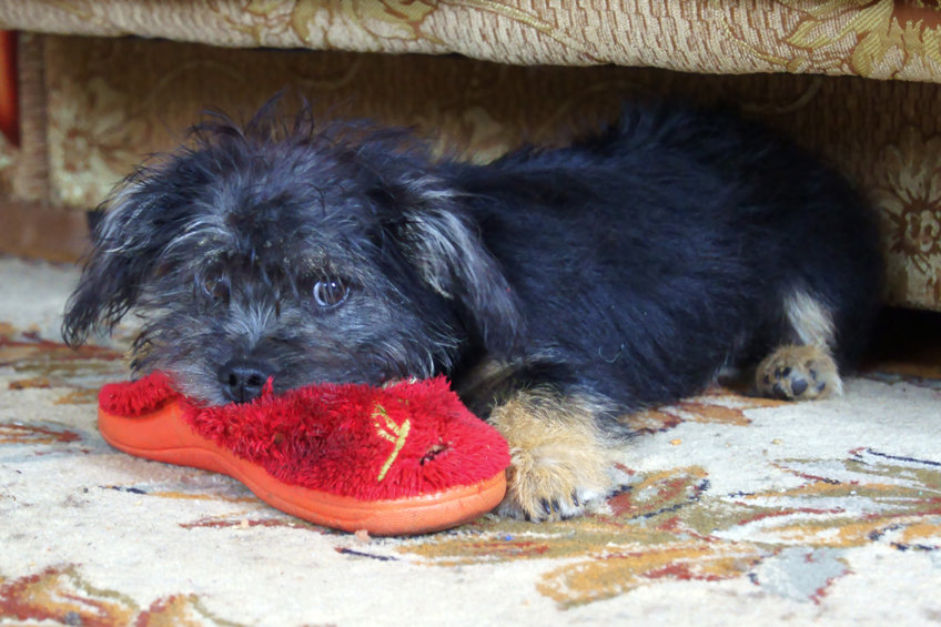 Hund stiehlt einen Schuh