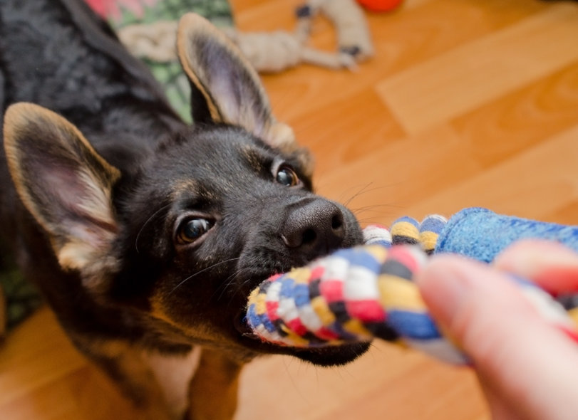 wuff wuff Deutscher Schäferhund