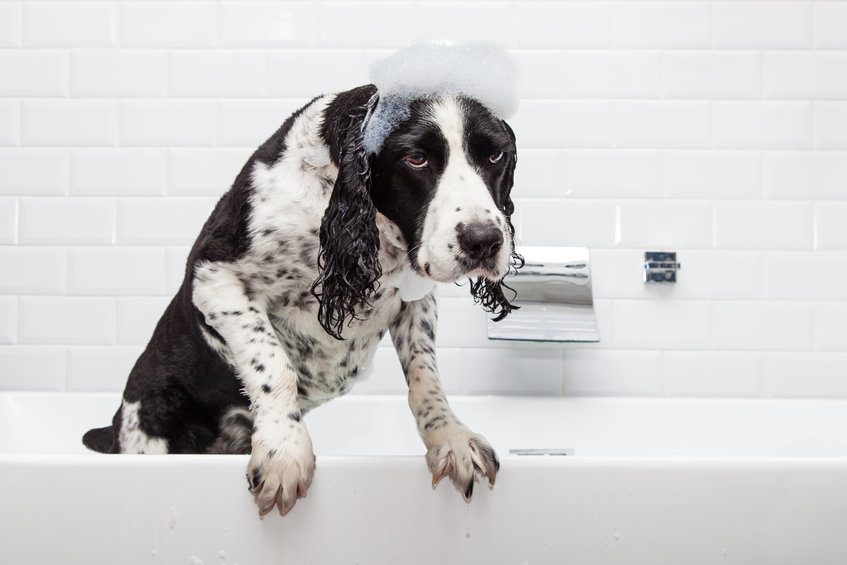 chien dans le bain