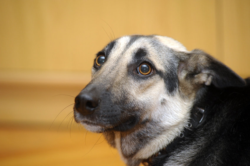 chien mal à l'aise 