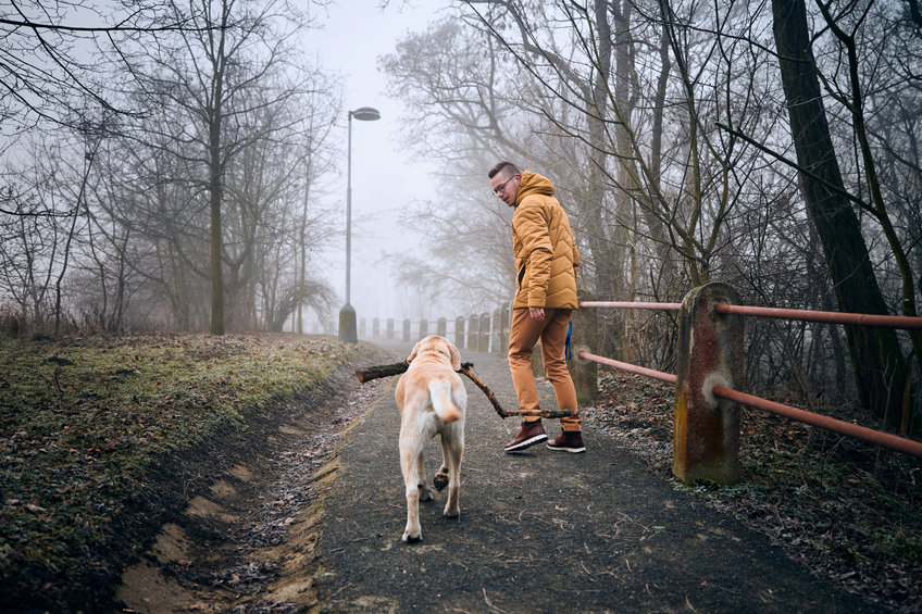 promenade de chien en forêt 