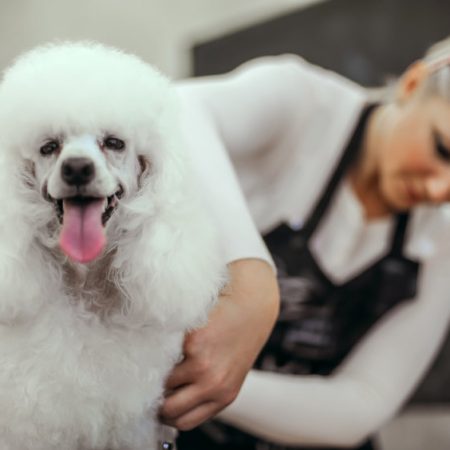 toilettage du chien