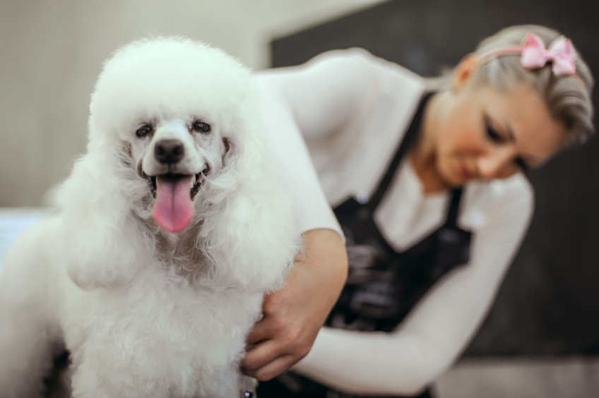 toilettage du chien 