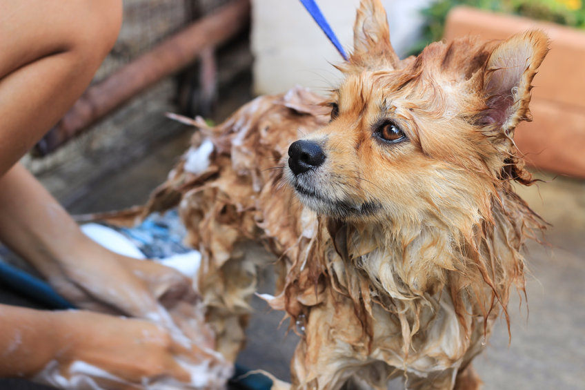 pomeranian dans son bain