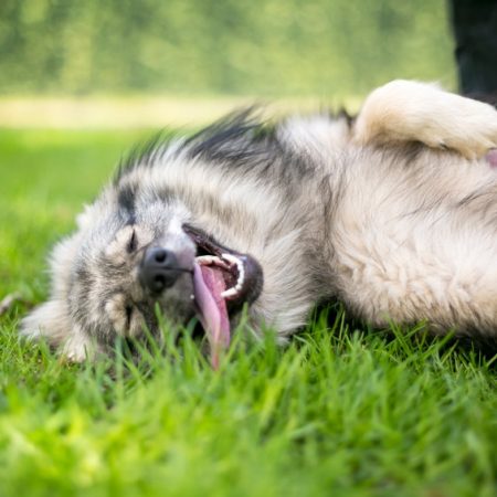 chien qui aime les caresses