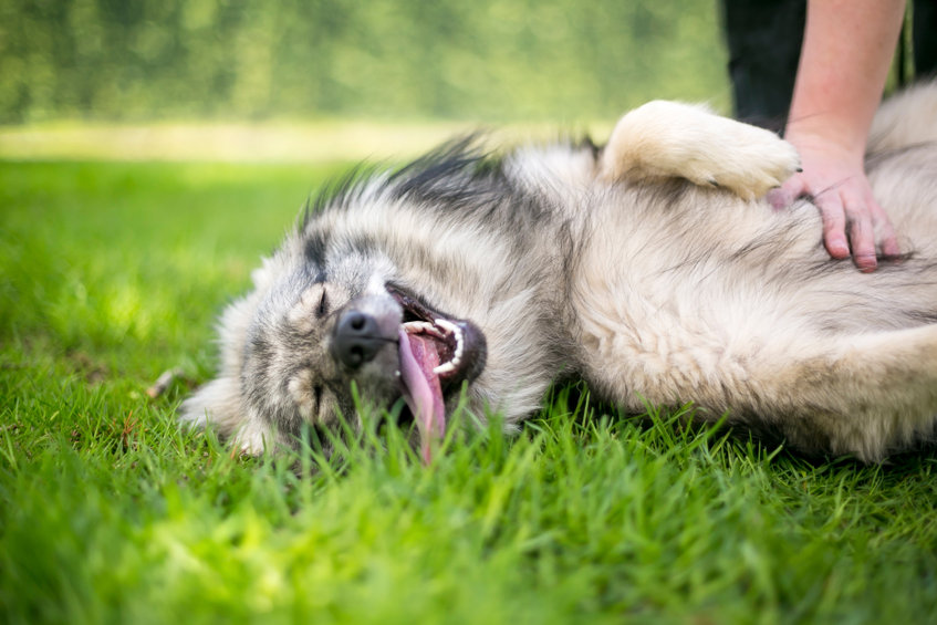 Hund, der gerne streichelt