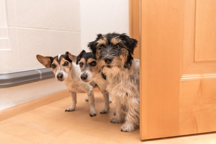 plusieurs chiens à la maison