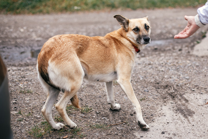 chien qui à peur 