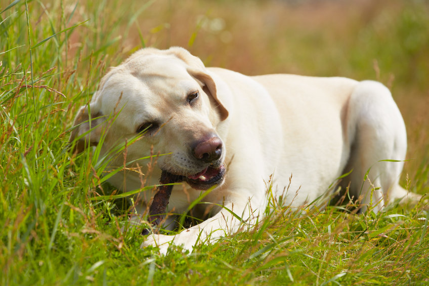 mon chien mange tout