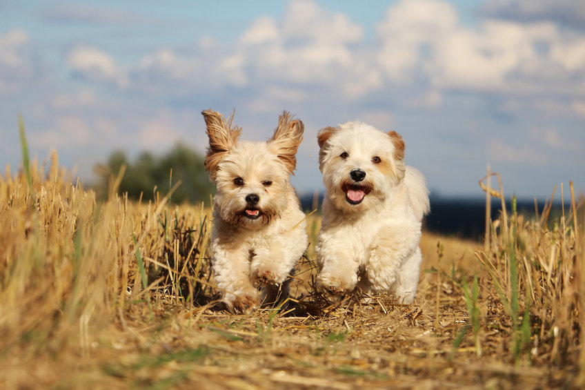 2 bichons Havanais