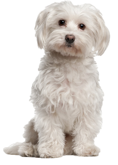 Bichon Havanais