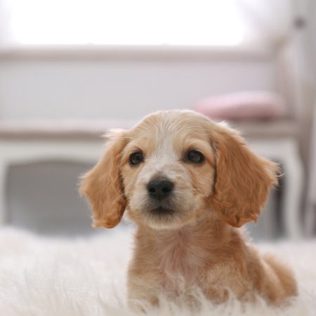 labrador chiot sevré