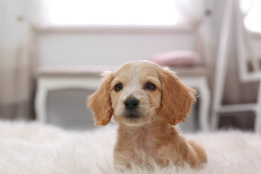 labrador chiot sevré