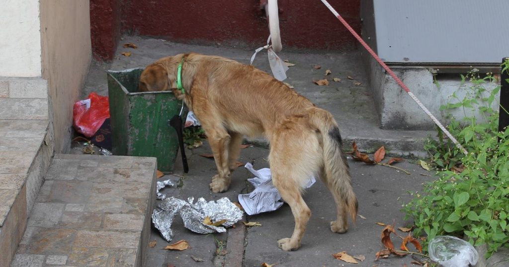 chien mange les poubelles