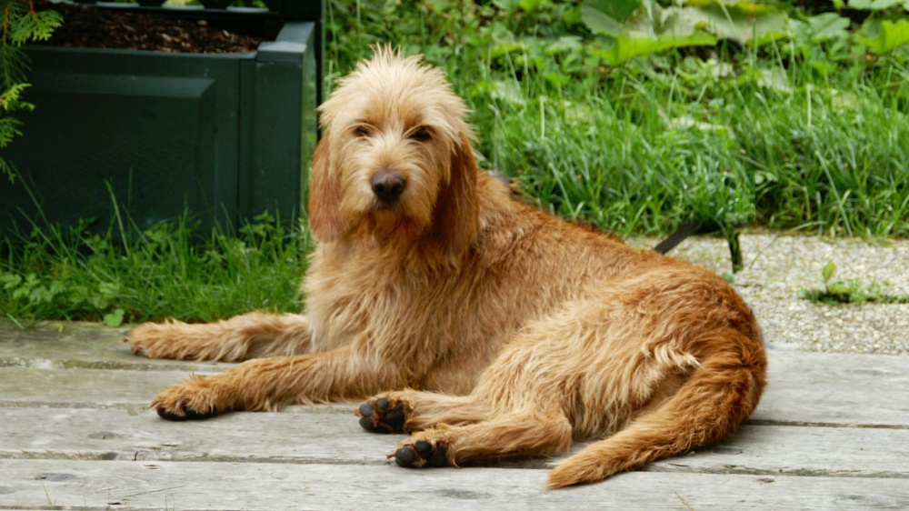 Basset Fauve de Bretagne