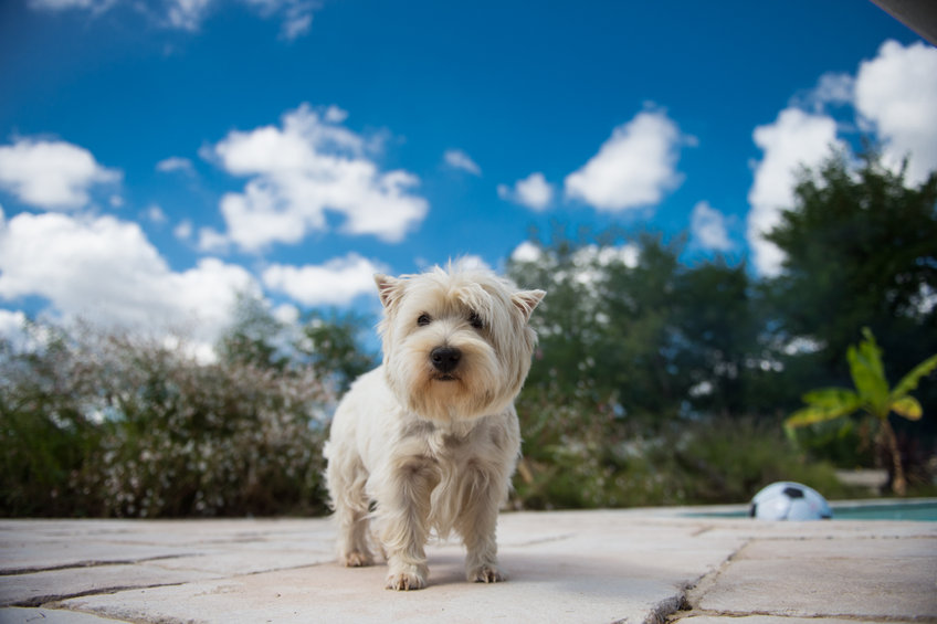 chien blanc wouf wouf