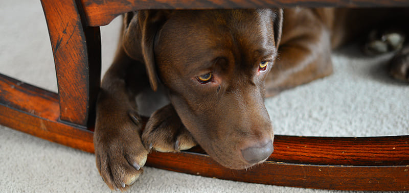 labrador marron