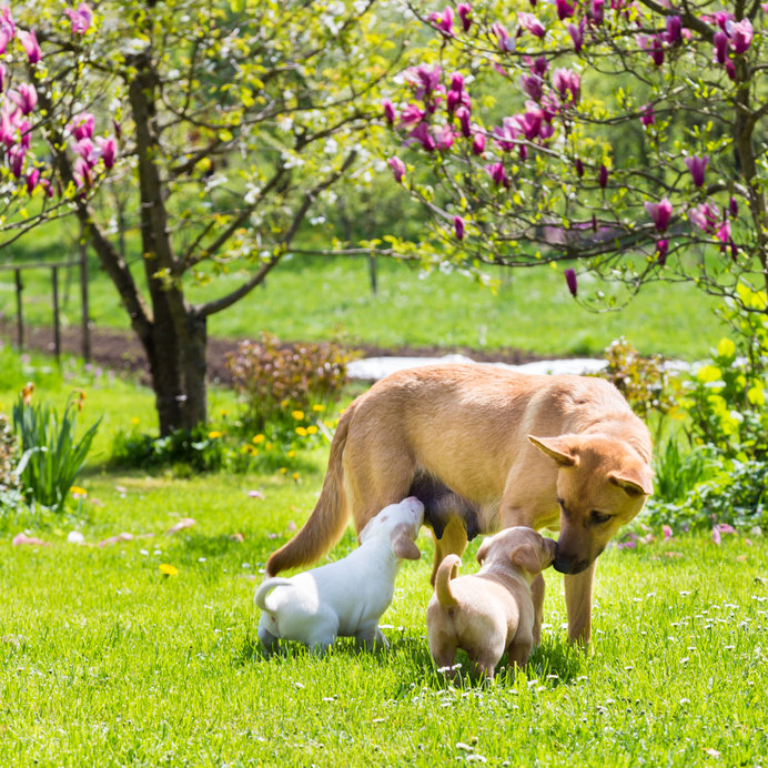 chiots avec leur maman