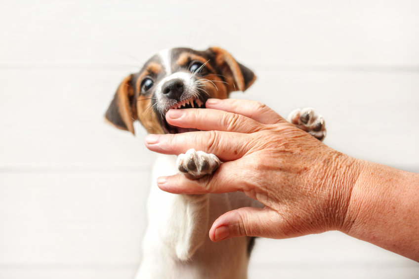 mordillement du chien