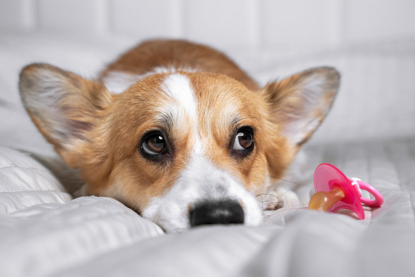 grossesse nerveuse chez la chienne