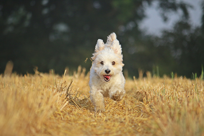 chien blanc qui court