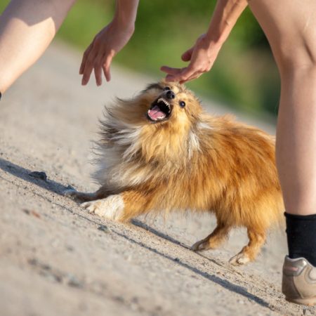 gérer un chien réactif