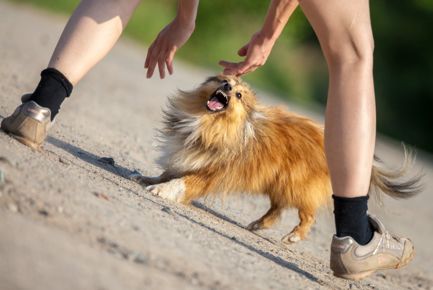 gérer un chien réactif