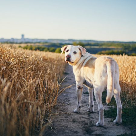 promener son chien pendant la chasse