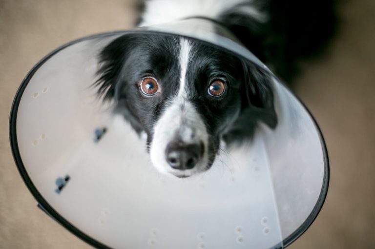 La collerette pour la convalescence du chien Blog Wouf Wouf