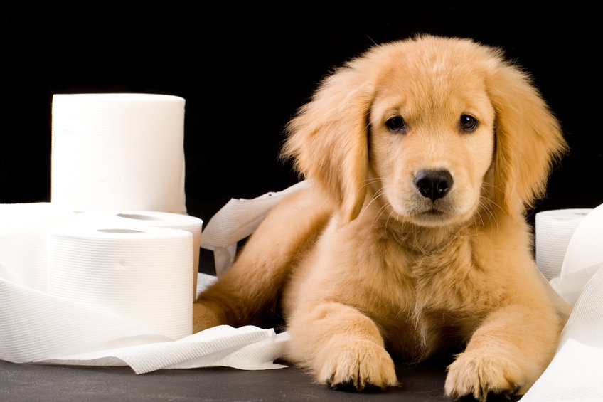 chien fait ses besoins dans la maison