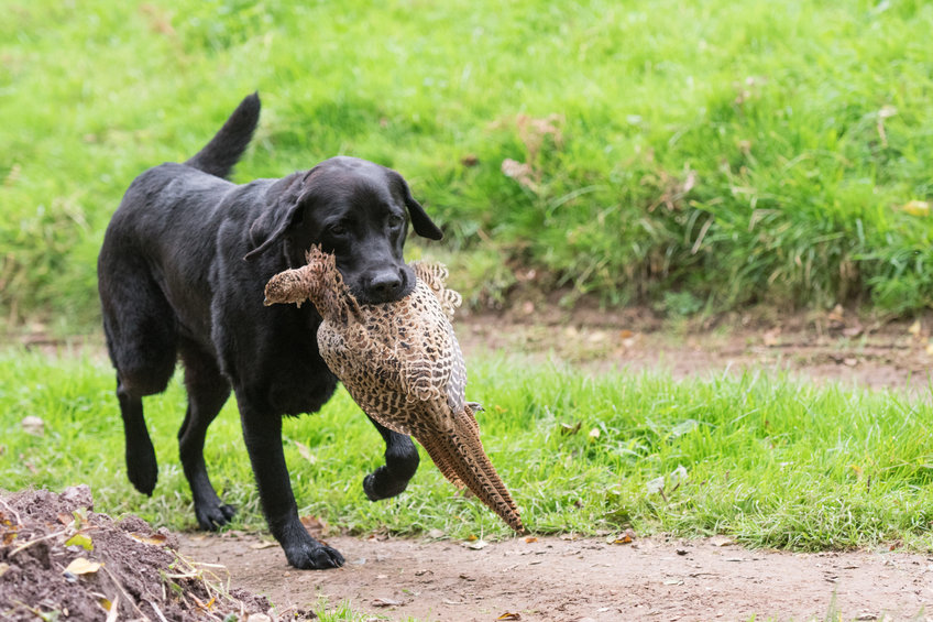 chien avec gibier 