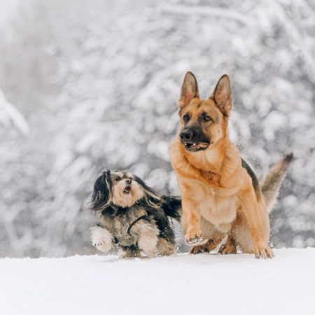 chiens à la montagne