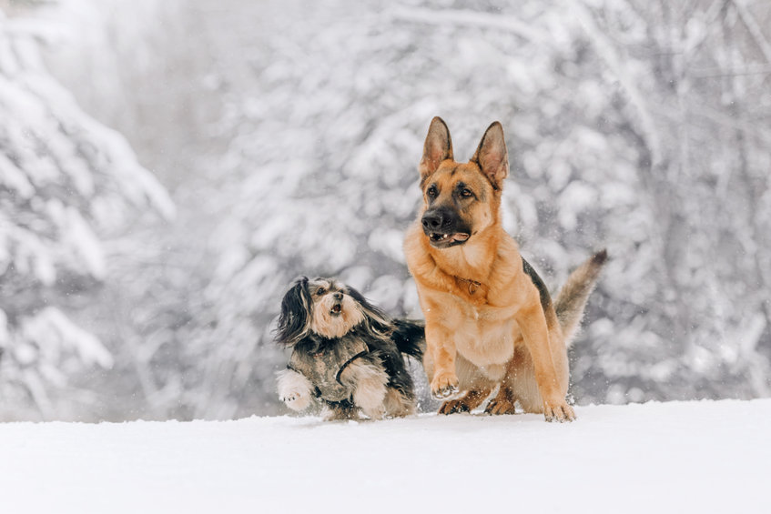 chiens à la montagne