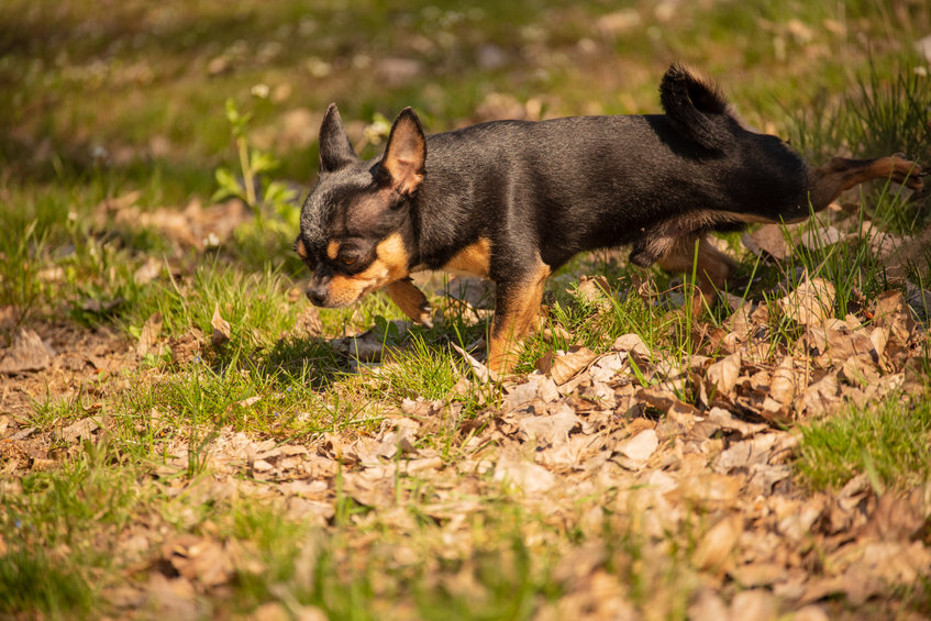 chihuahua fait popo