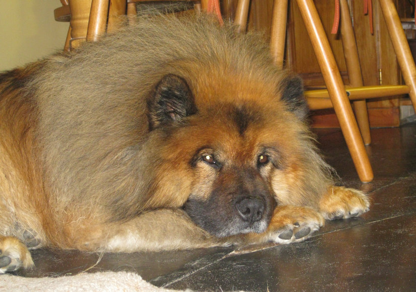 Eurasier dans le salon