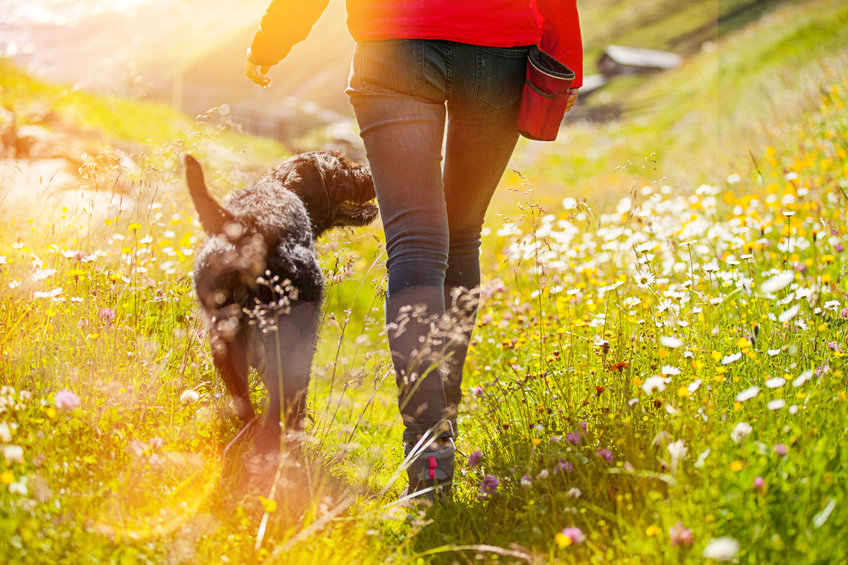 chien en promenade 