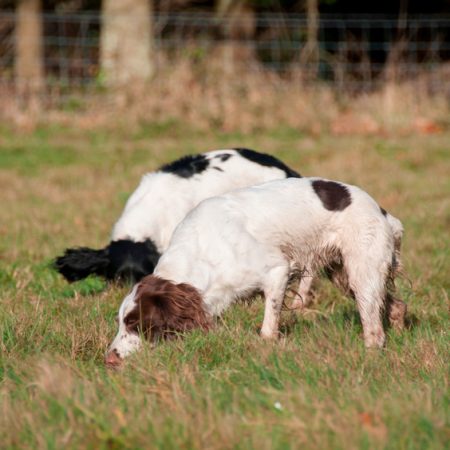 chien court après le gibier