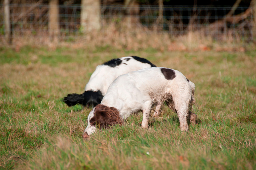 chien court après le gibier