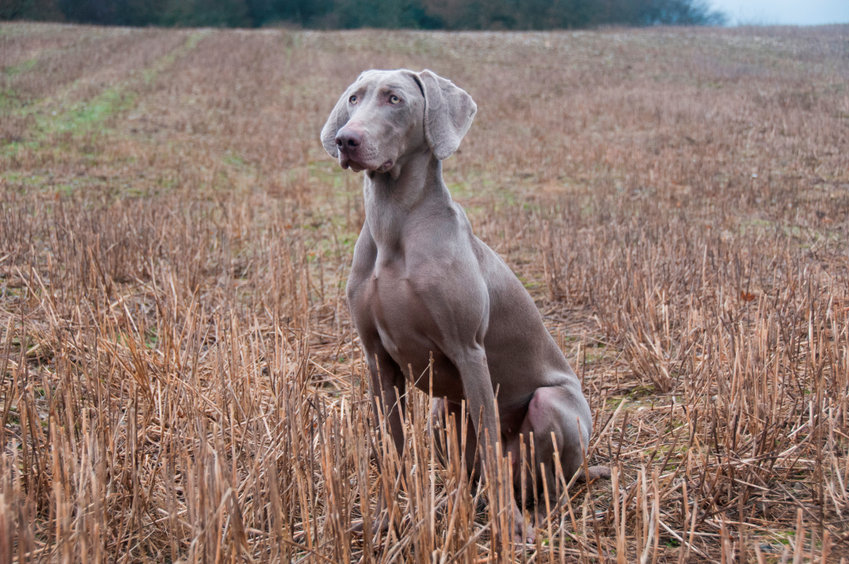 chien assis