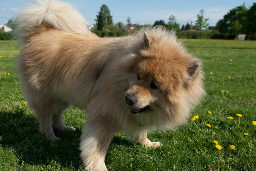 chien Eurasier Wouf Wouf 