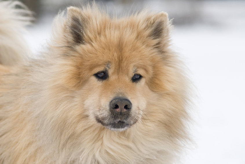 chien Eurasien dans la neige