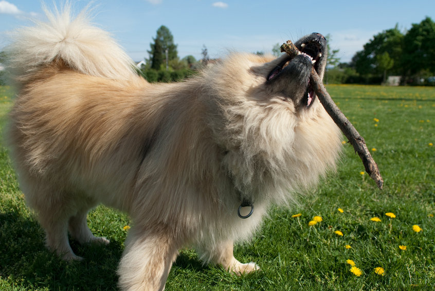 Chien avec bout de bois