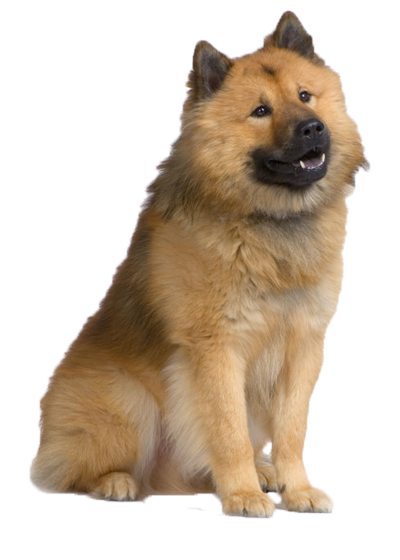 Eurasier