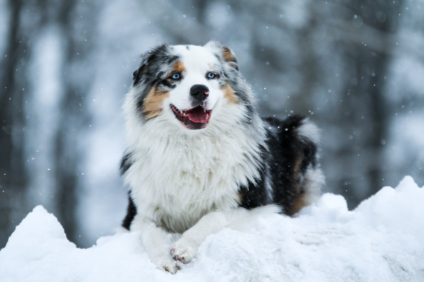 chien à la montagne