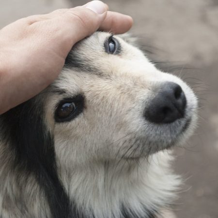 mon chien aime t-il les caresses ?