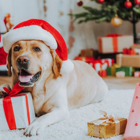 offrir un cadeau à son chien à Noel