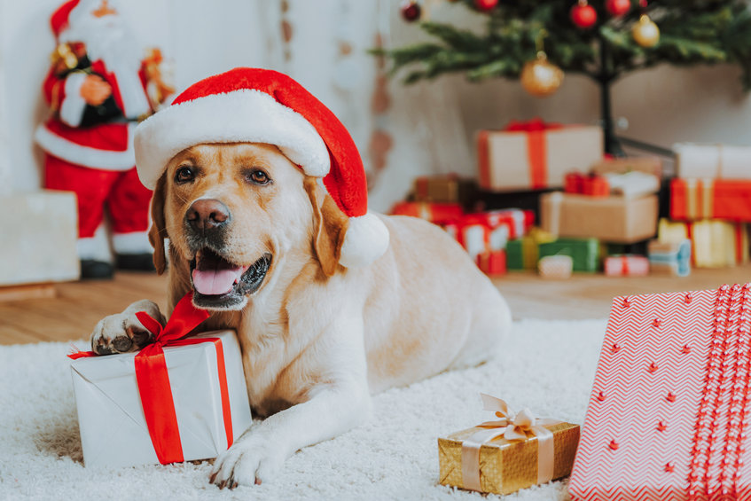 offrir un cadeau à son chien à Noel
